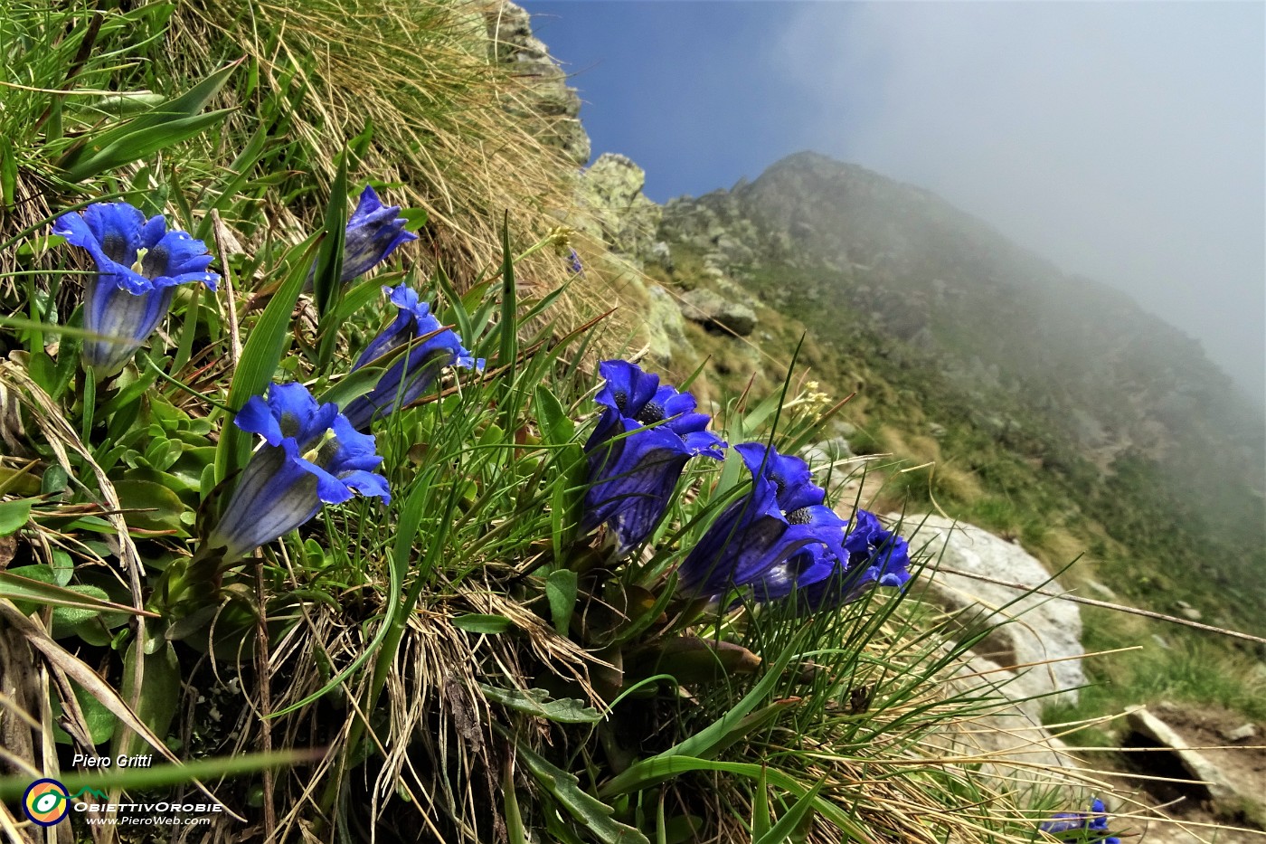 52 Genziana di Koch (Gentiana kochiana).JPG